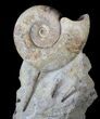 Ammonite (Euhoploceras) With Belemnites - Dorset, England #63380-1